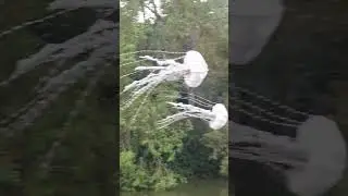 #jellyfish #israel #omg #real #flying #fly #beautiful #sight #view #park #cute #cool #event #wow