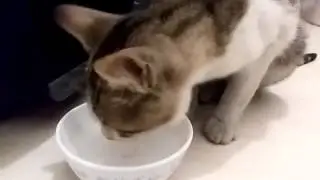7 aylık erkek kedi için yuva arıyorum.