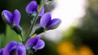 False Indigo (Baptisia australis)