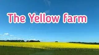 Alberta Canola field