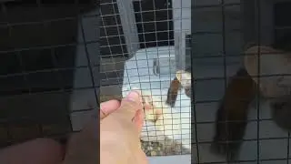 Cat gets stuck in fence. #Cat #cats #kitten #kitty #kitties #meow #funny #adorable #meow #adorable