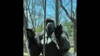 The Bronx Zoo | Best Things to See at Bronx Zoo NYC 🦁🐒