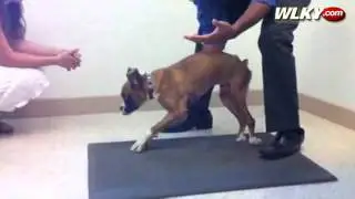 Raw Video: Cracker Jack The Dog