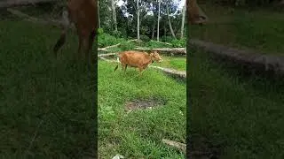 Cari sapi susah adanya kerdil kerdil