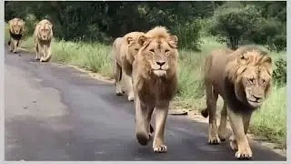 Funniest lion full video and  voice| funniest animal voice full video
