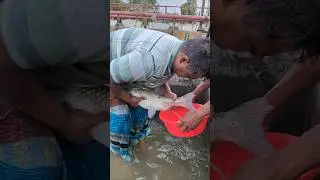Amazing Rohu Fish Breeding System#reels #viral #aquaculture #fishing #fishing #birdfish #sperfishing
