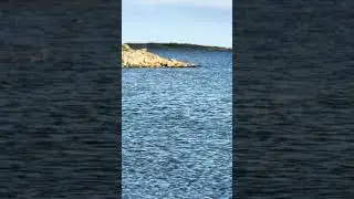 Nature&rsquo;s Symphony from Dons&ouml;  🦆🌊 Birds, Ducks & Calm Sea |Sweden Coastal Sounds #birds #beach #ocean