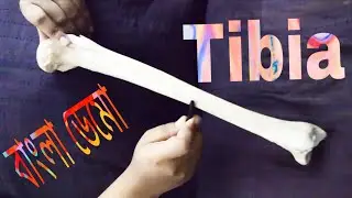 Tibia Bangla Demo