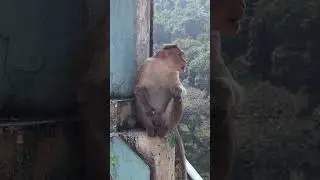 Cute Monkey Eating 🍌🐒 | Calm Wildlife Moment | #Shorts #parambikulam