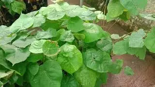 Macaranga peltata, kenda tree saplings