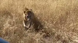 Lion Walks Towards Tourists in Serengeti