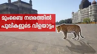 പുലികൾ നഗരത്തിൽ  Leopard in mumbai malayalam | EXPLOREAL