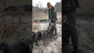 PULLING GIANT MICHIGAN CANNABIS WEED MARIJUANA ROOTS AFTER HARVEST WITH MY DOG IN THE COLD NICE