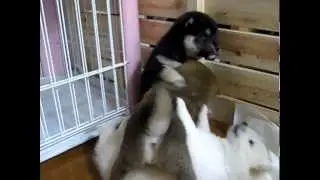 柴犬の赤ちゃん5匹8　遊んでますよ～