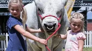 Qurbani ke janwar bade bade bachade pure white Bell