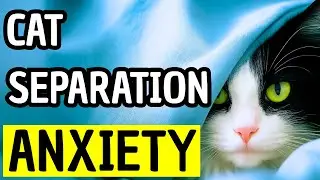 Do Cats Really Miss You? 9 Hidden Signs of Separation Anxiety