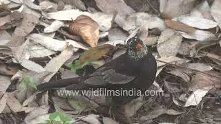 Grey-winged Blackbird Moving from Forest Floor to Tree Perch in Motidhar, Mussoorie
