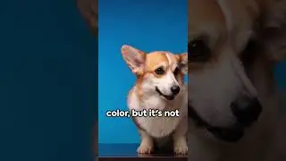 Dog Vision  Top 7 Fascinating Facts
