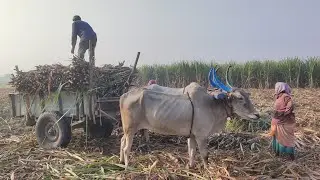 Bullock Bullockcart Racing Video Morning Time