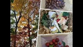Autumn Foraging Challenge Part I - Wild Edible Collection