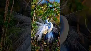 Great egret and Ibis bird. #egrets #egret #ibis #ibisbird #bird #birds #beautifulbirds #shorts #pets