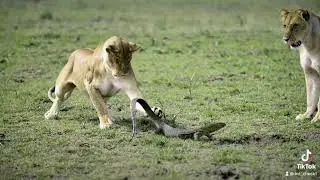 Nile Monitor Lizard teaching Lions a lesson