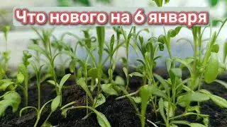 №4 МНОГОЛЕТНИКИ из СЕМЯН. Что НОВОГО на 6 января 2025.