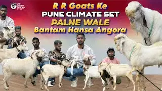 Pune climate set Bantam Angora Hansa Goats available at RR goats ￼pune I YK Goat Lover