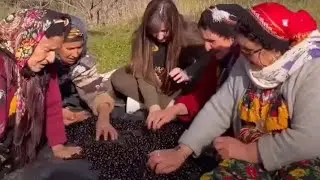 Ambiance kabyle sans prix,r&eacute;colte des olives (azemour)