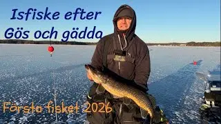 Isfiske efter gädda och gös