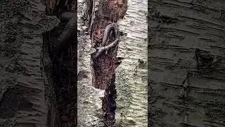 Nature's Sculpture: Birches, Roots and a Snake Entwined