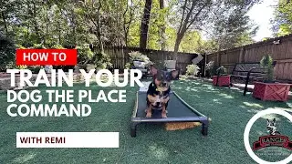 How to Teach Your Dog the Place Command - with Remi