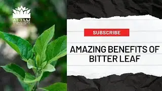 AMAZING BENEFITS OF BITTER LEAF (EWURO)