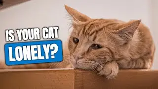 Is Your Cat Lonely? Spot These Subtle Signs!