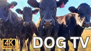 TV for Dogs (4K COW VIDEOS 🐄 COWS CHEWING 🐄 COWS GRAZING🌿COWS MOOING🌾ASMR) - Prevents Boredom