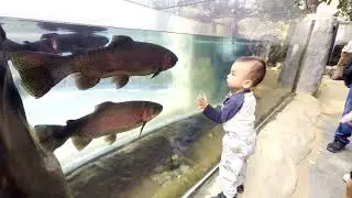 Посетите крупнейший аквариум в Калифорнии/The Aquarium of the Pacific, крупнейший в Калифорнии