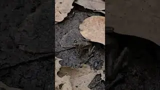 frogs - Euphlyctis cyanophlyctis