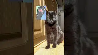 Cat Paw Pads: What Their Shape Reveals About Your Kitty&rsquo;s Secret Personality!