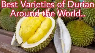 Best Varieties of Durian Around World #Durian