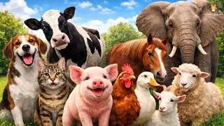 Explore Farm Animals: Cat, Cow, Pig, Chicken, Duck, Horse, Sheep, Goat, Elephant - Animal Videos