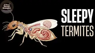 How Termites Build 40-ft Catheral Mounds | A Very Sleepy Biologist
