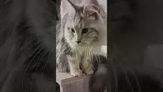 Клепа, #cat #mainecoon #funnycats