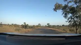 Wild Monkeys Walking Together  African Wildlife Moment