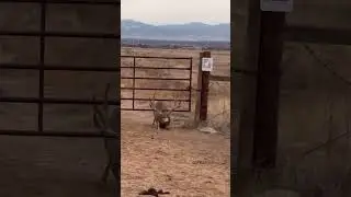 High intelligence of a deer.