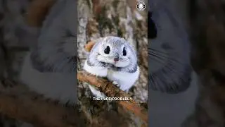 Японская белка-летяга 💖 Очаровательные летающие акробаты!