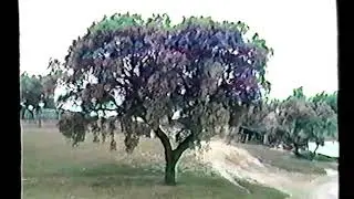 Baixa da Banheira 1988