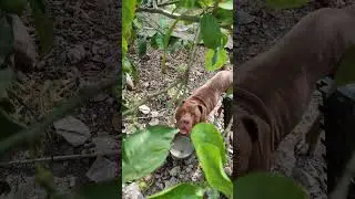 #Pitbull  #Cane #Cattivo non gradisce essere ripreso #ringhia - #dog #bad #growls