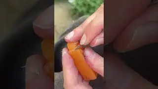Premolar part 2