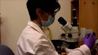 Pathogen Inactivation by Plasmonic (PIP) technique based on Quantum Matters