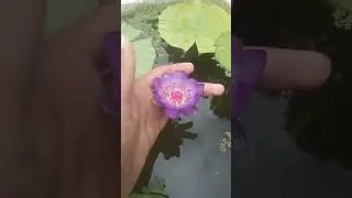 first blooming MAP water lily #shorts #viral #flower